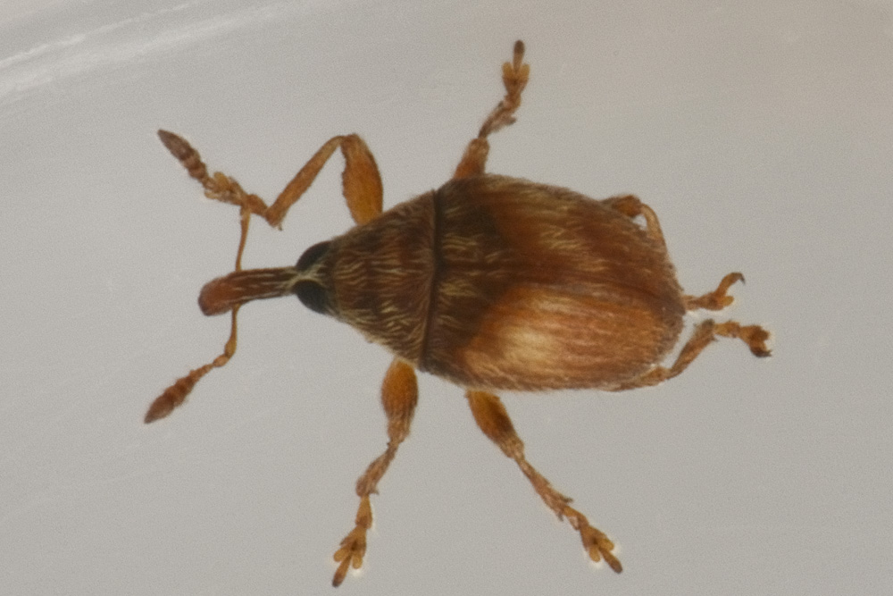 Nanophyes brevis (Nanophyidae) e Acalles parvulus temperei (Curculionidae)